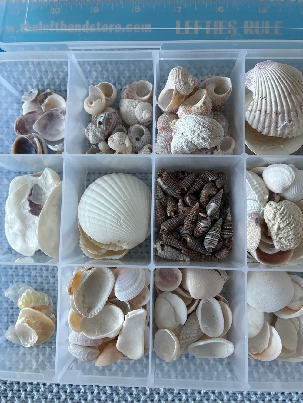 Clear Plastic Compartment Organizer Box  filled with a variety of sea shells - Picture 2 of 3